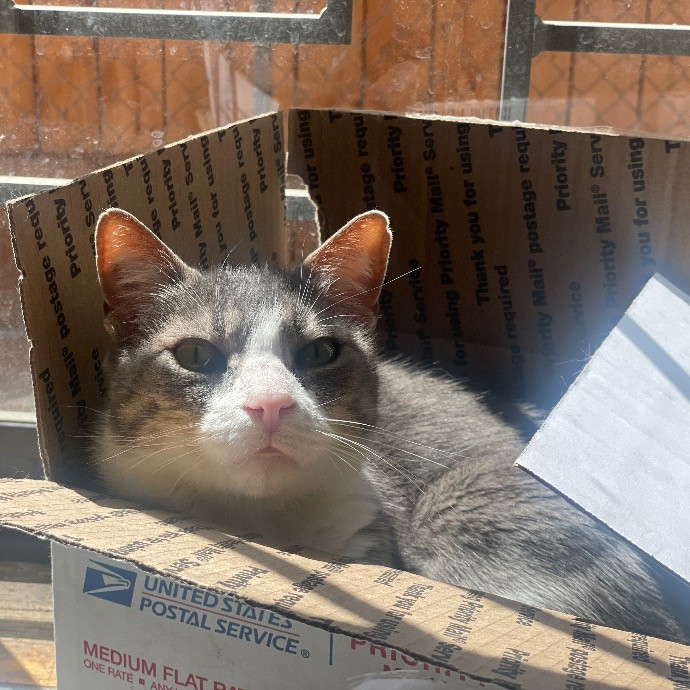 Catmandave