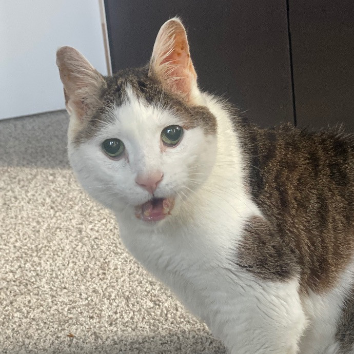 Catmandave