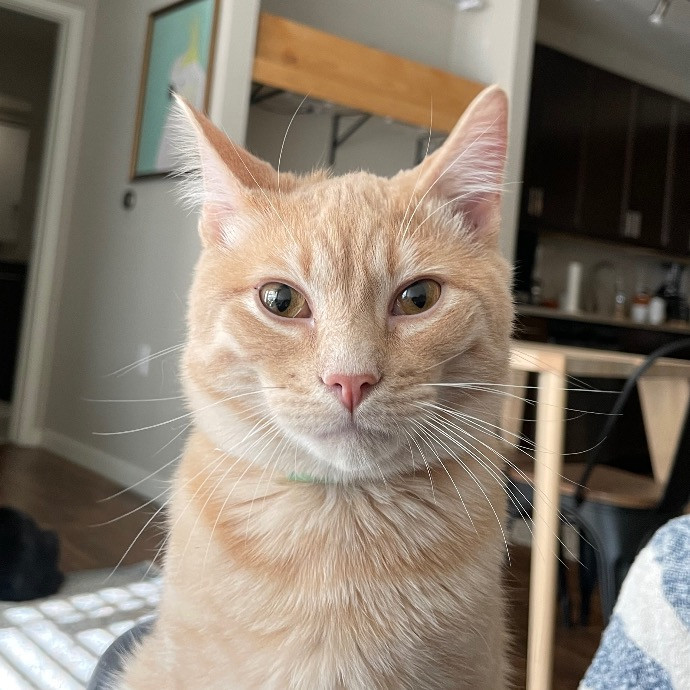 Catmandave