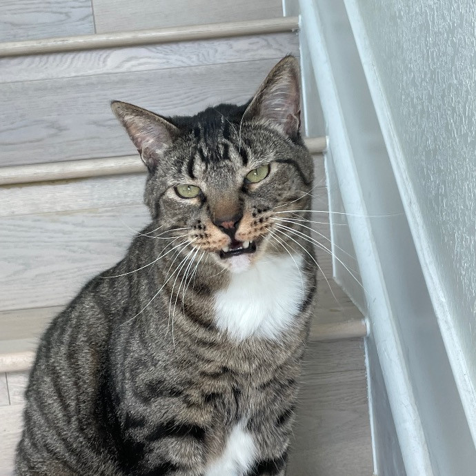 Catmandave