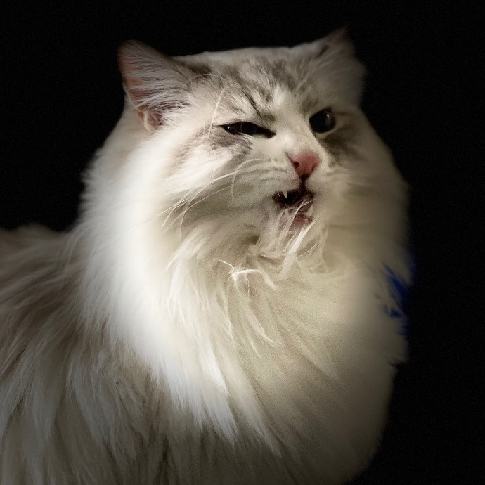 Catmandave