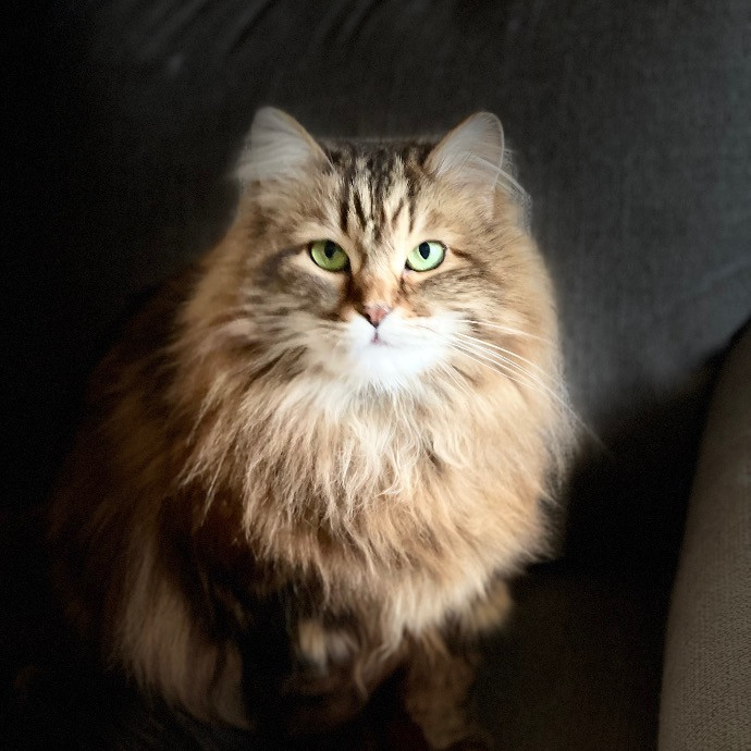 Catmandave