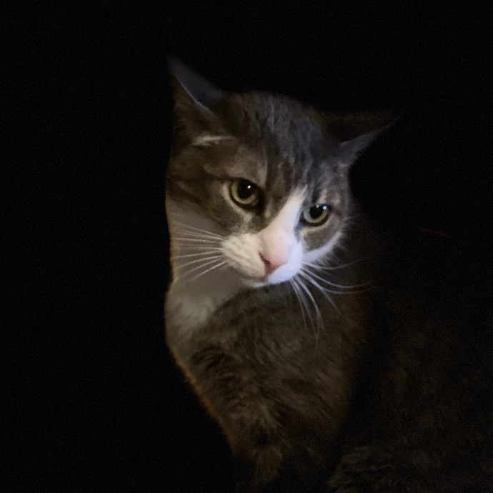 Catmandave