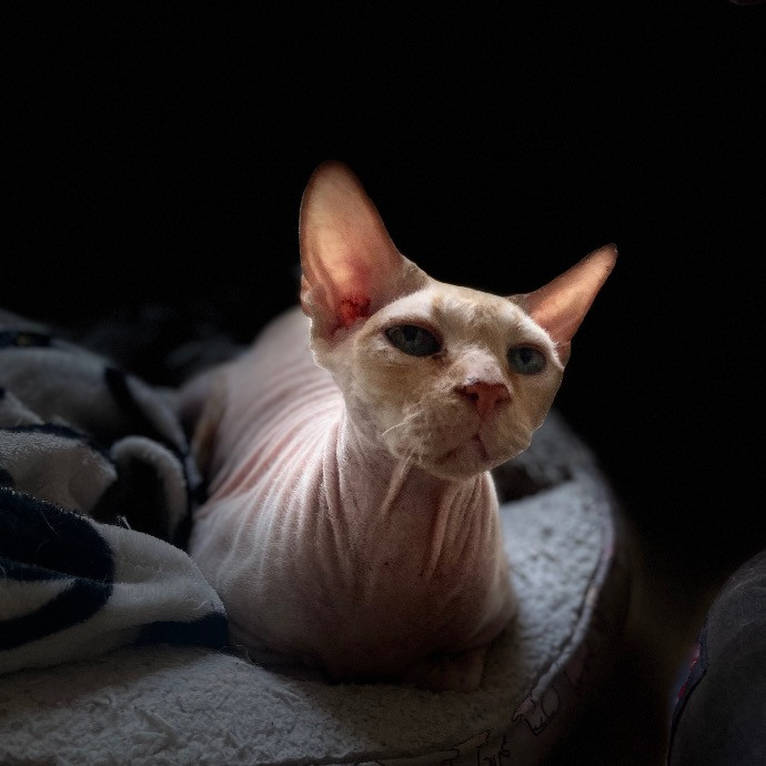 Catmandave