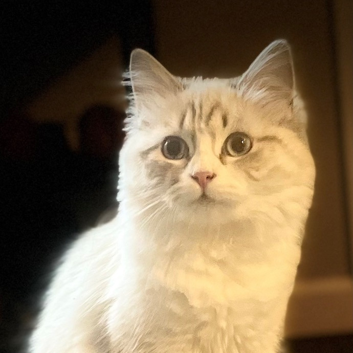 Catmandave