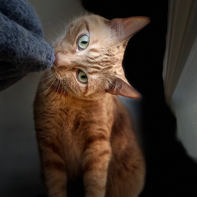 Catmandave