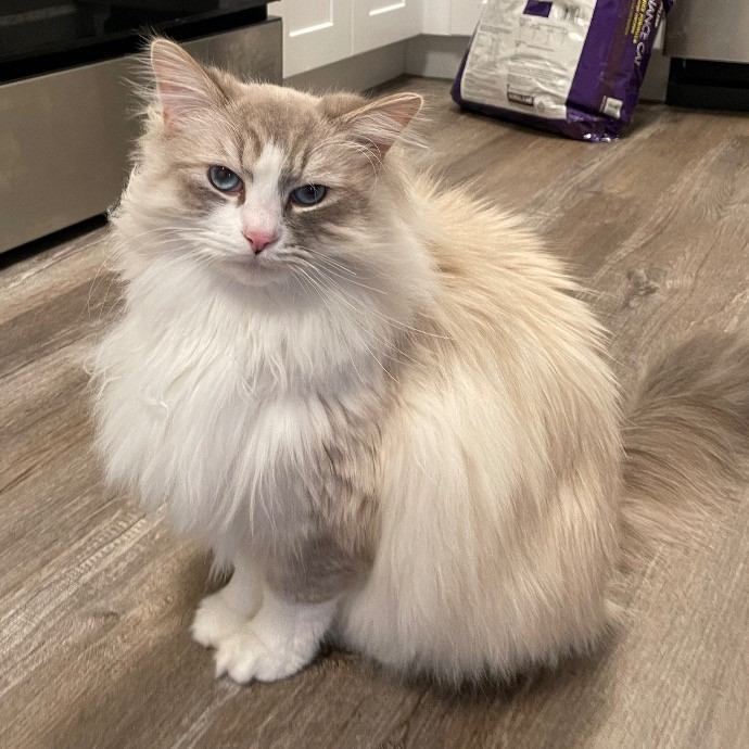 Catmandave