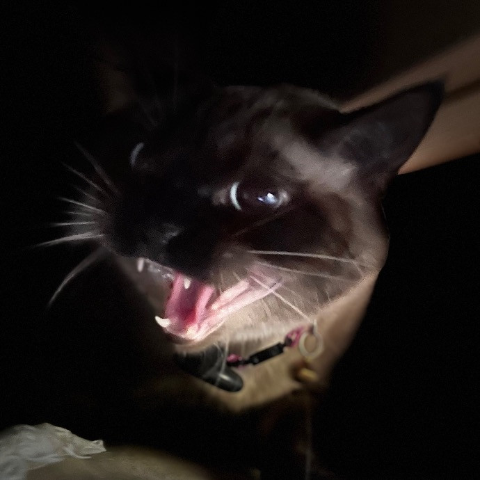 Catmandave