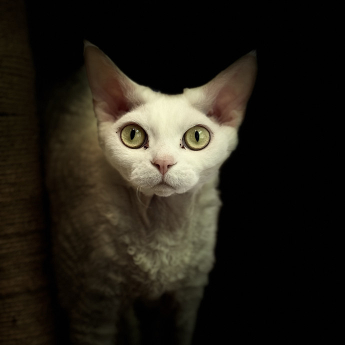 Catmandave