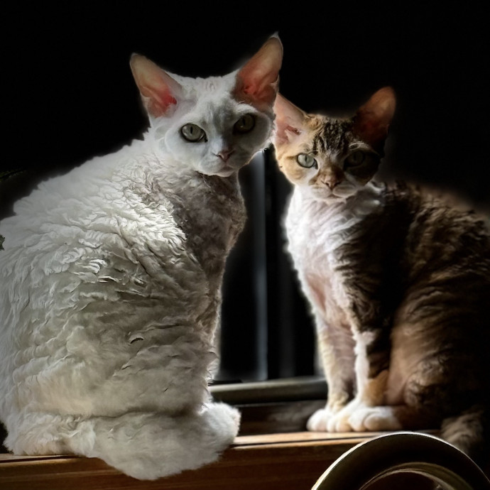Catmandave