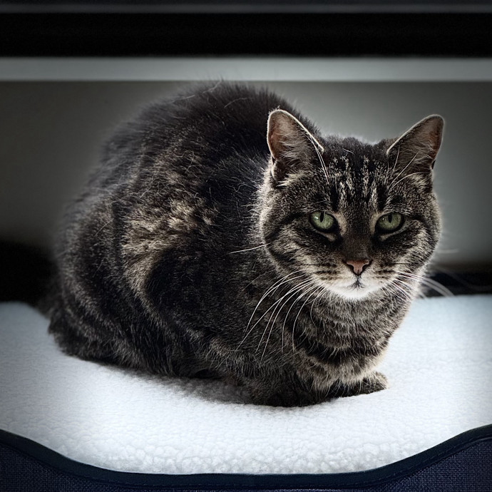 Catmandave photo 2