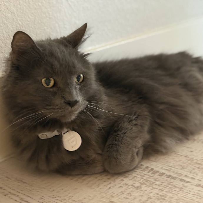 Catmandave