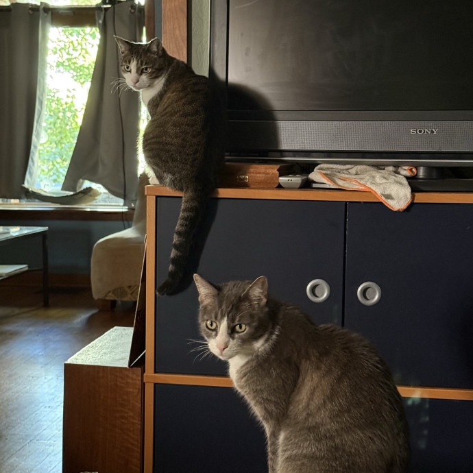 Catmandave photo 2