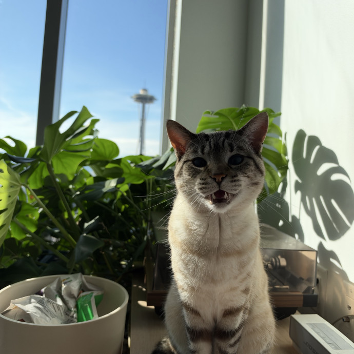 Reliable Senior And Shy Cat Specialist photo 3