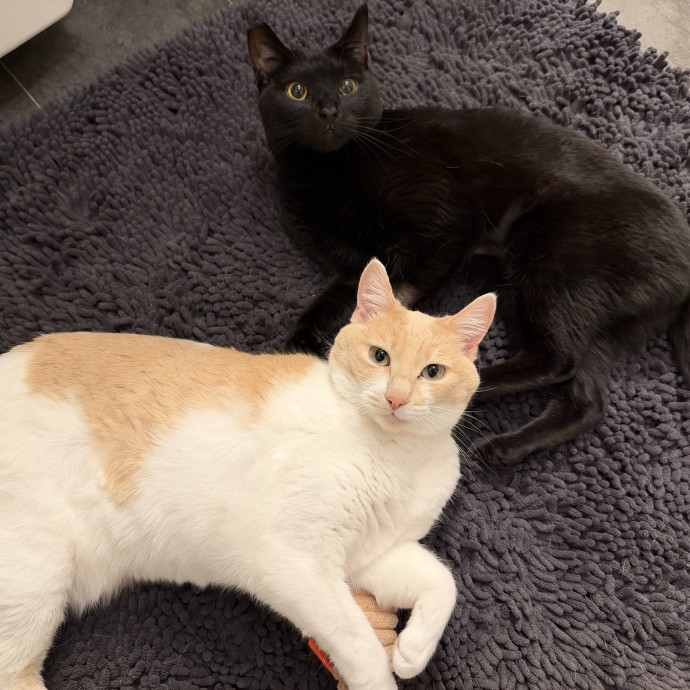 Reliable Senior And Shy Cat Specialist photo 2
