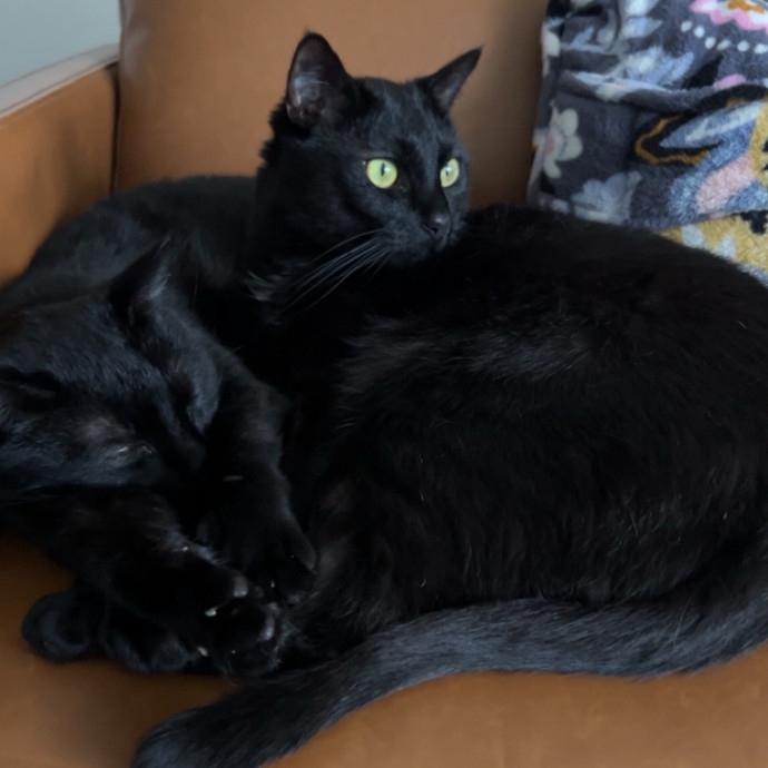 Max's Cats