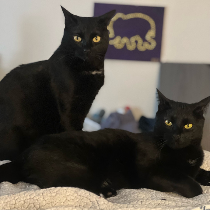 Max's Cats
