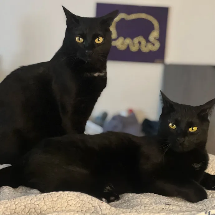 Max's Cats