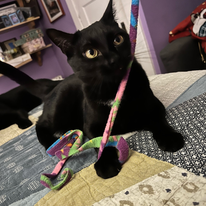 Max's Cats