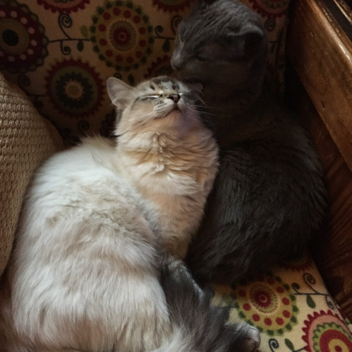 Max's Cats