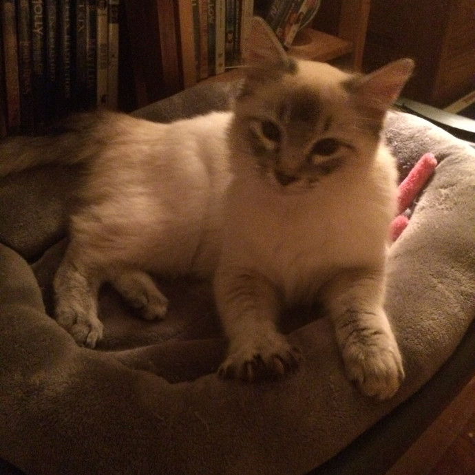 Max's Cats photo 3