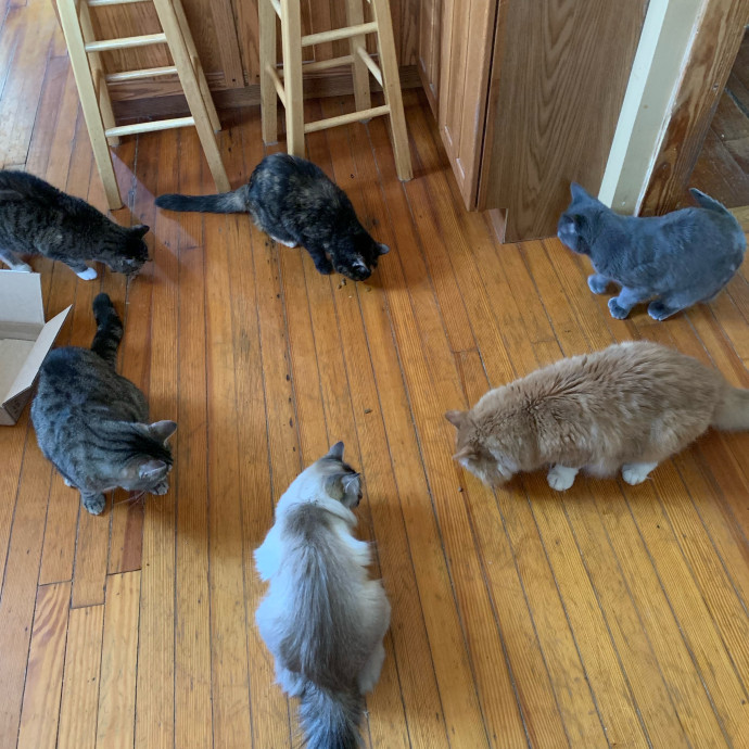 Max's Cats photo 2