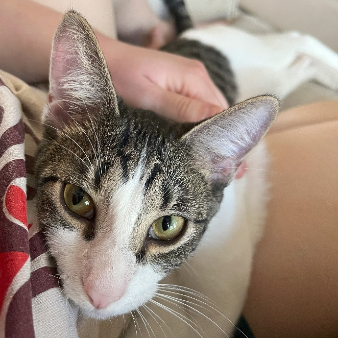 My Clients Call Me The Cat Nanny