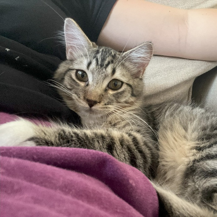 My Clients Call Me The Cat Nanny photo 3