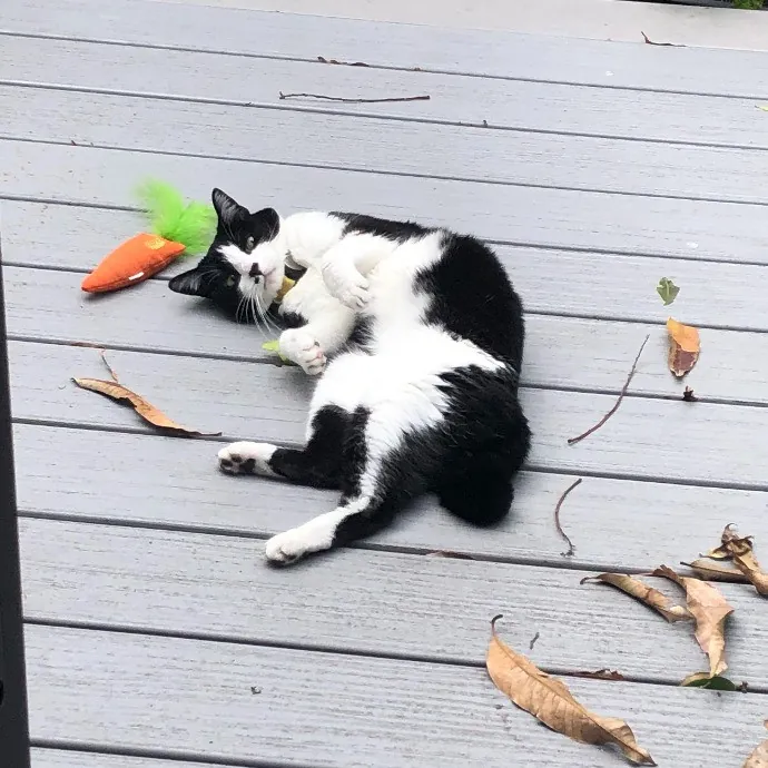 Alex's Meow Manor Care photo 4