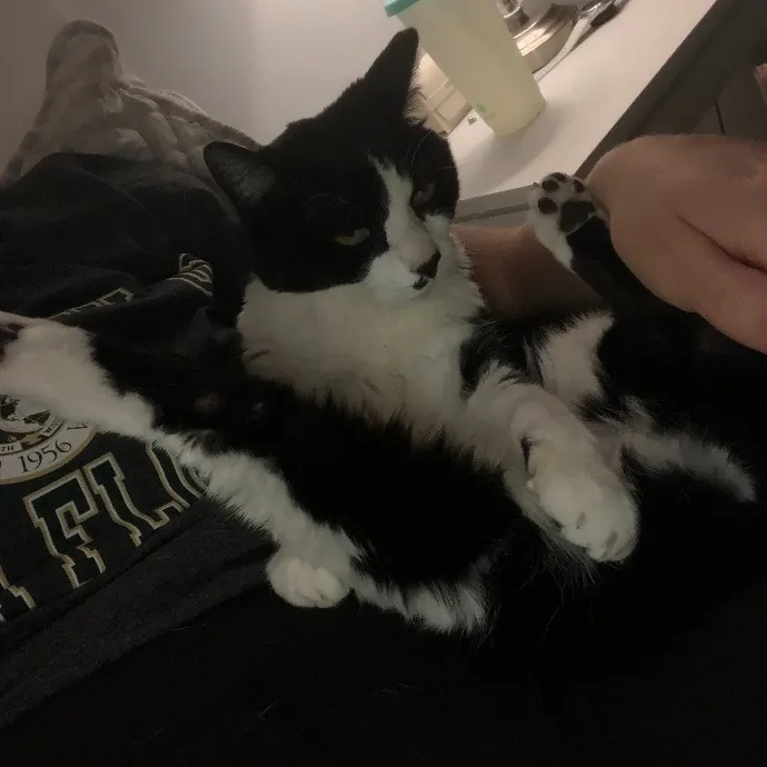 Alex's Meow Manor Care photo 3