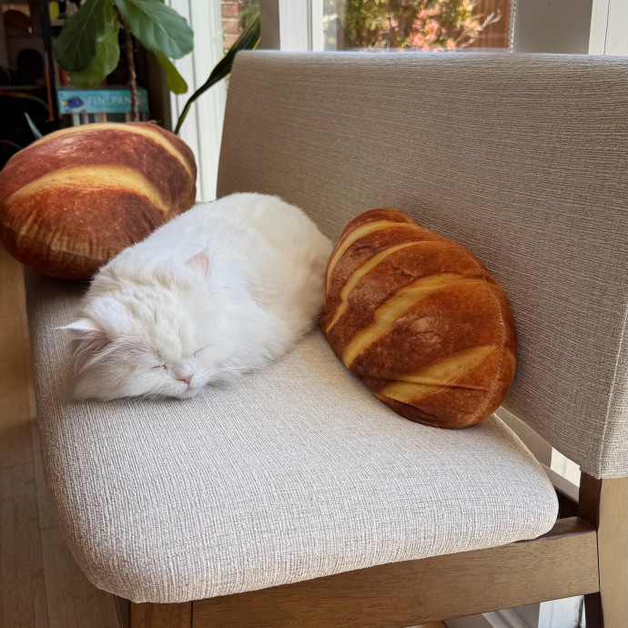 Feline-Focused Human-Approved Cat Care