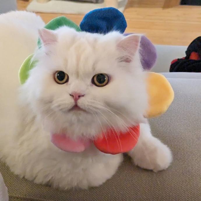 Feline-Focused Human-Approved Cat Care