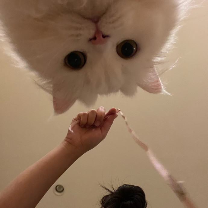 Feline-Focused Human-Approved Cat Care