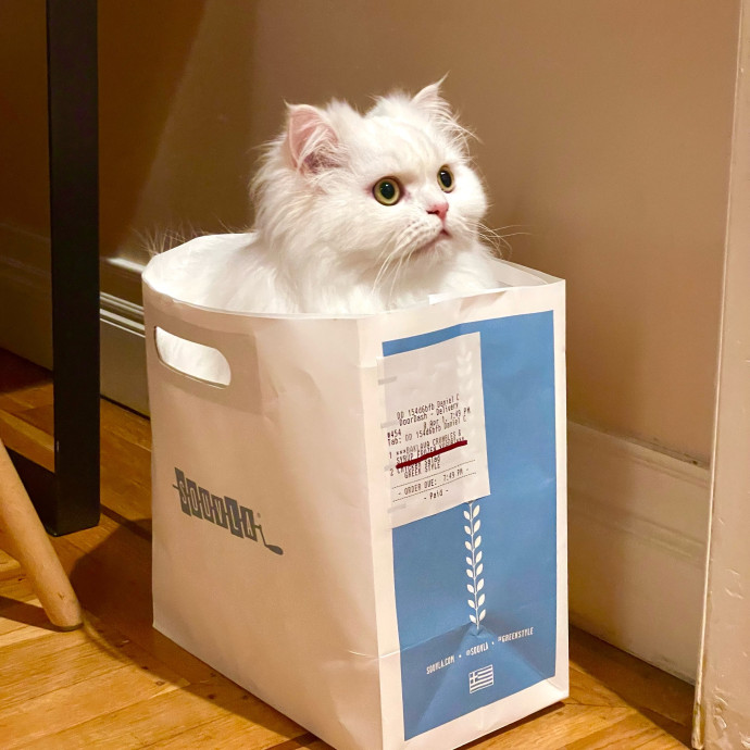 Feline-Focused Human-Approved Cat Care