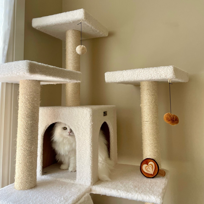 Feline-Focused Human-Approved Cat Care