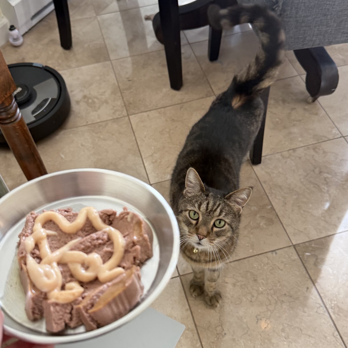 Feline-Focused Human-Approved Cat Care