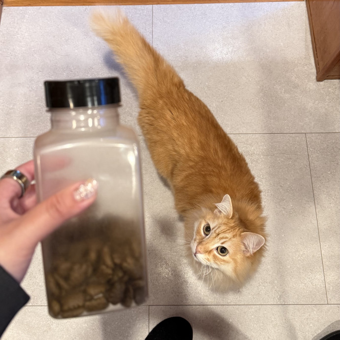 Feline-Focused Human-Approved Cat Care