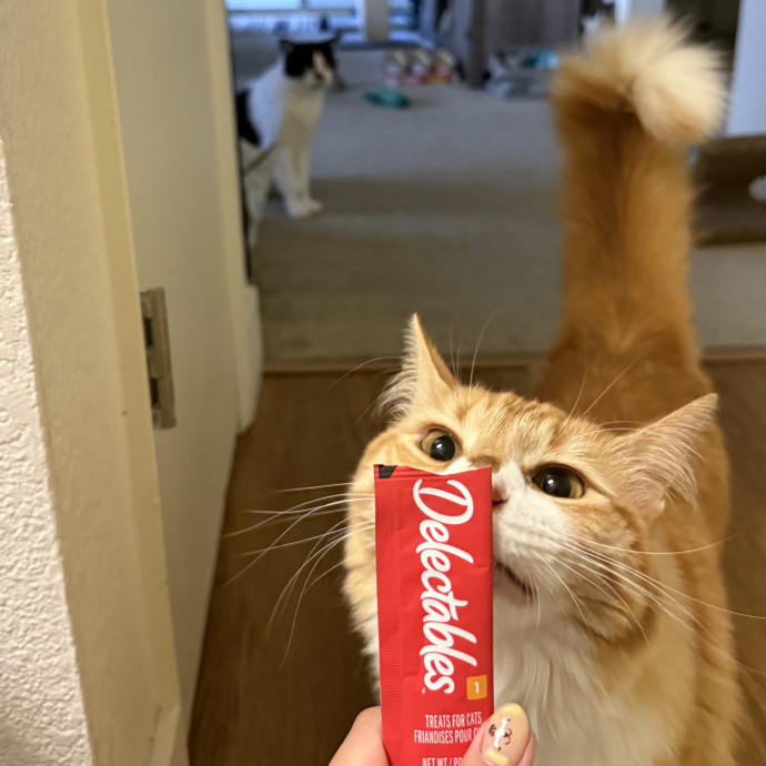 Feline-Focused Human-Approved Cat Care