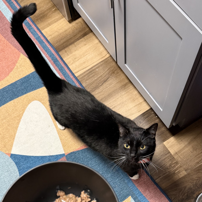 Feline-Focused Human-Approved Cat Care