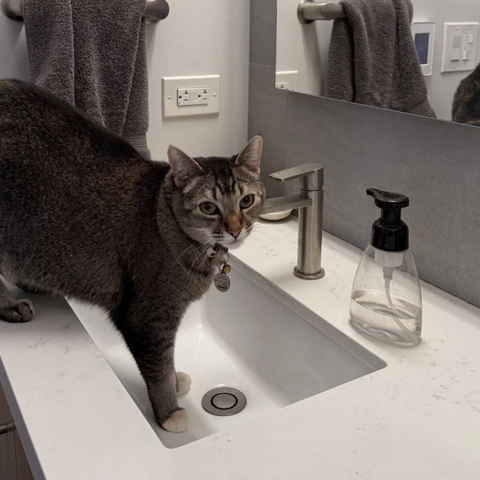 Feline-Focused Human-Approved Cat Care