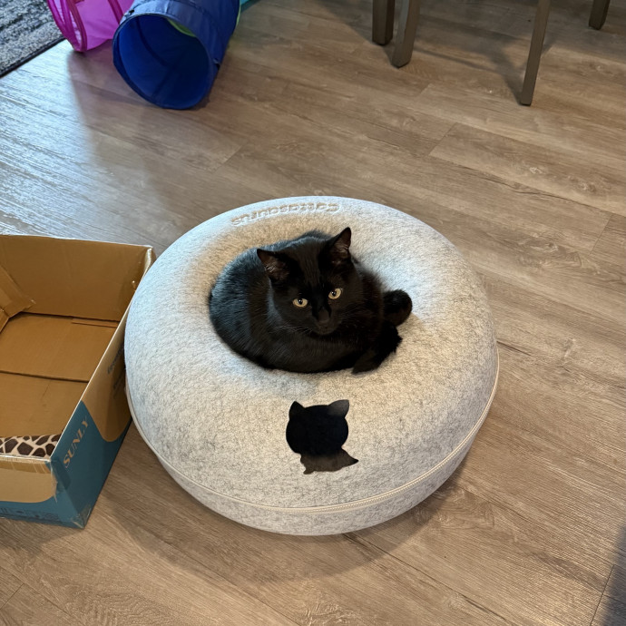 Feline-Focused Human-Approved Cat Care