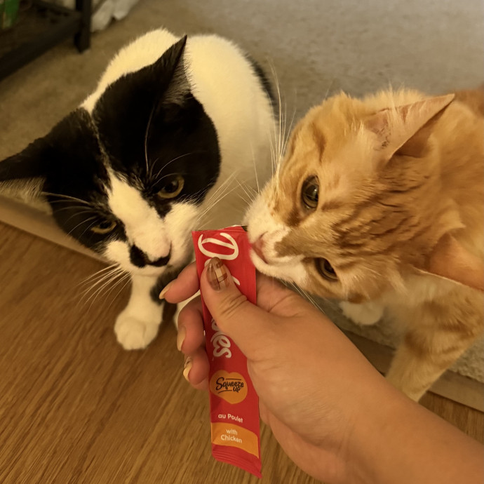 Feline-Focused Human-Approved Cat Care