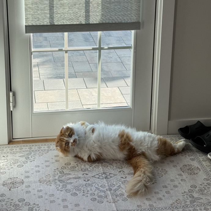 Feline-Focused Human-Approved Cat Care photo 3