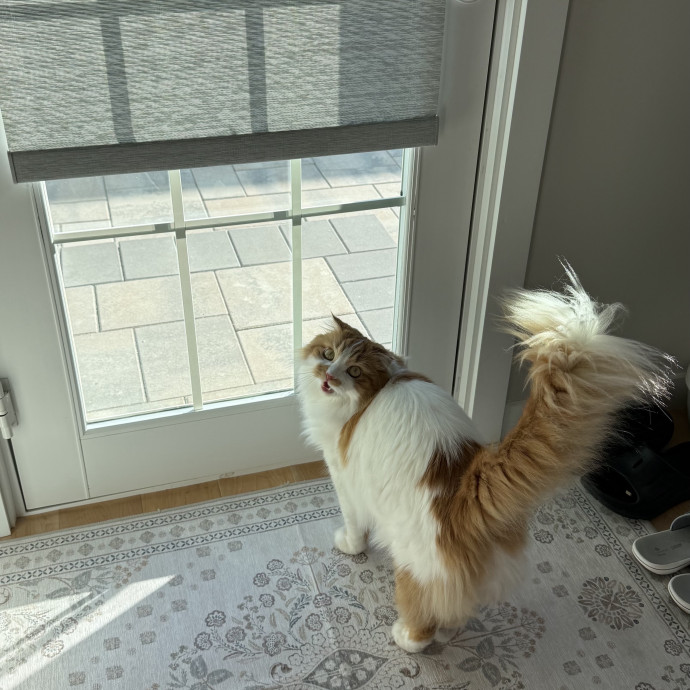 Feline-Focused Human-Approved Cat Care photo 2