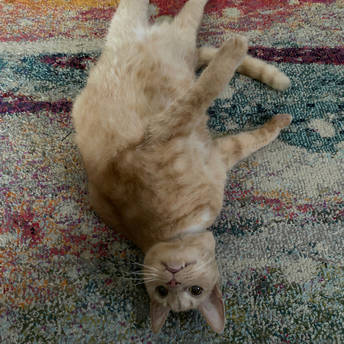 Paws  And Relax