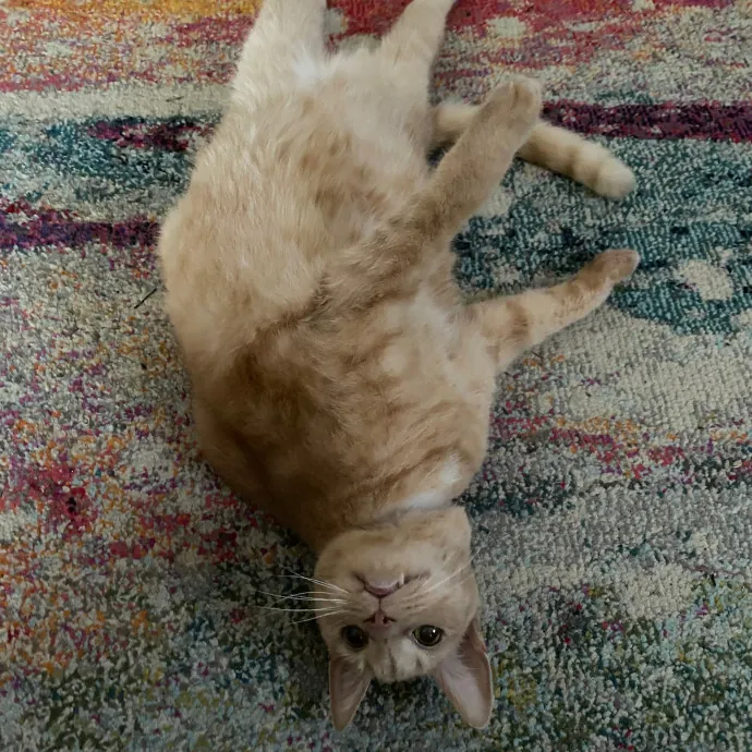 Paws  And Relax