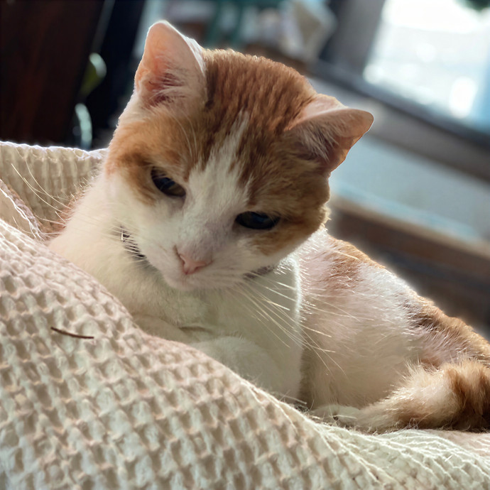 Paws  And Relax