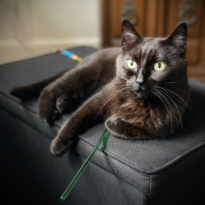 Paws  And Relax