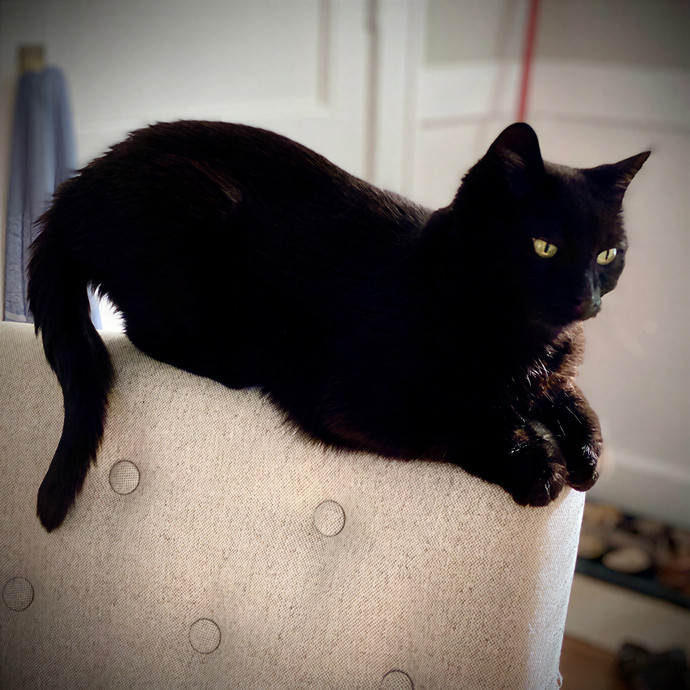Paws  And Relax