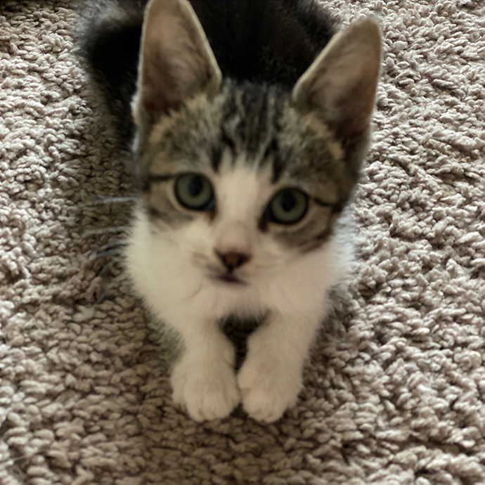 Paws  And Relax